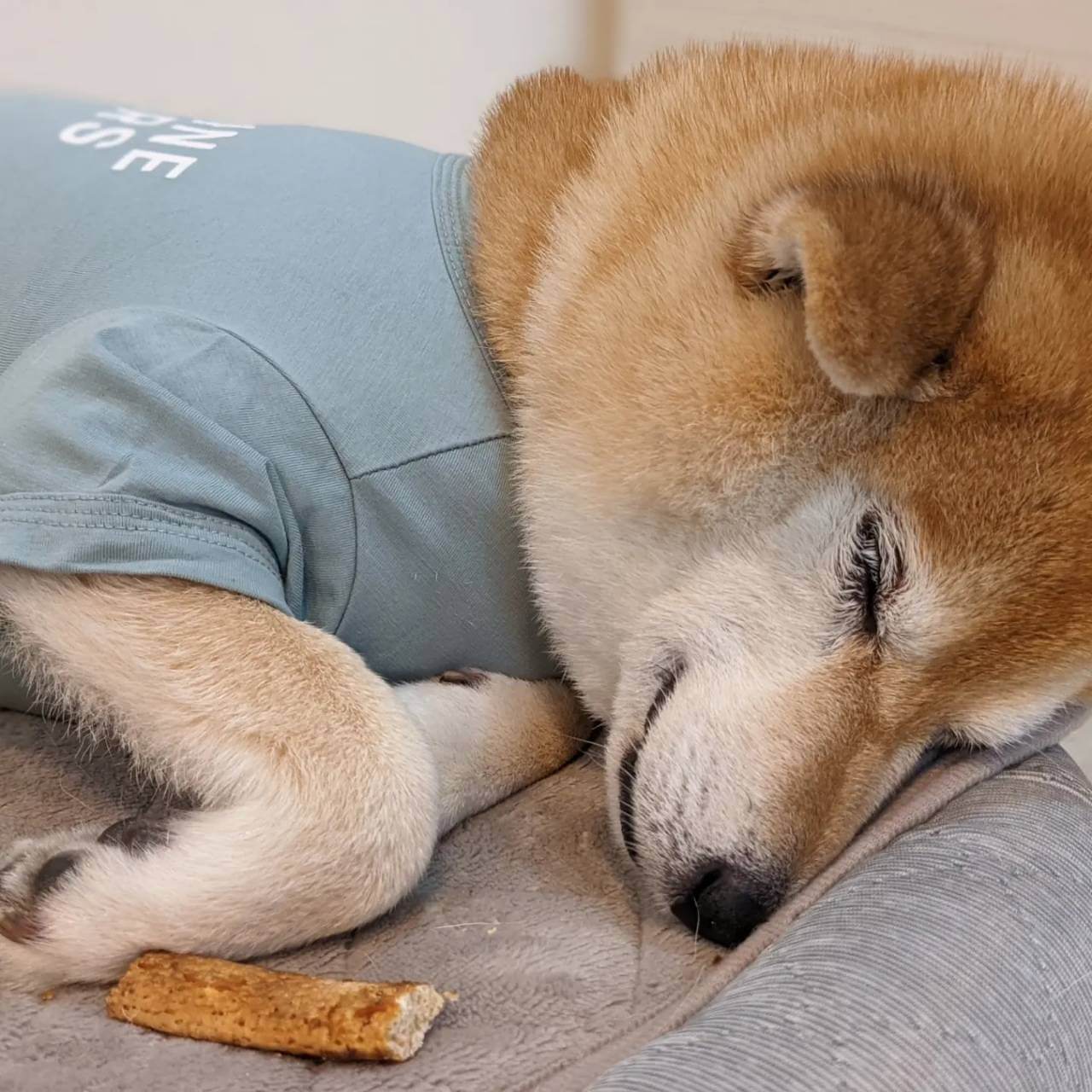 柴犬ライフ,アキナ山名,おまめ