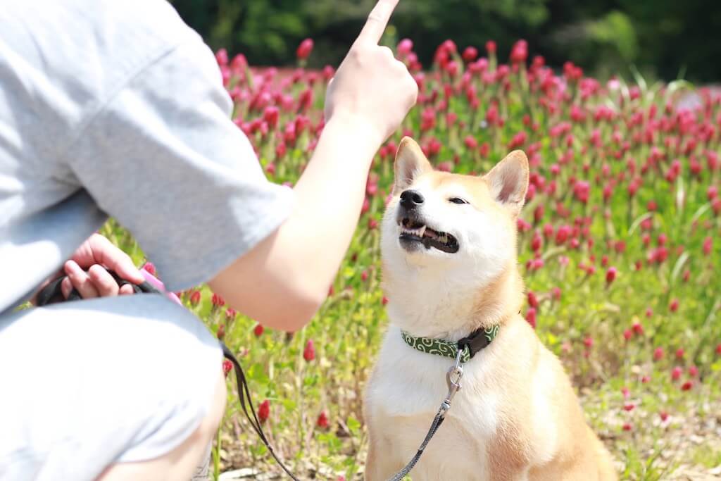柴犬