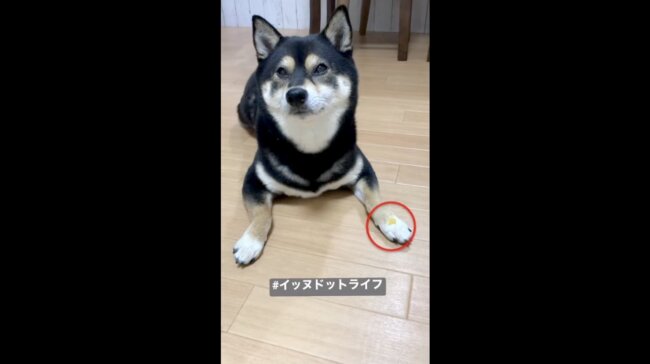 柴犬,イッヌドットライフ,動画