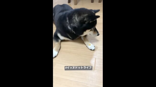 柴犬,イッヌドットライフ,動画