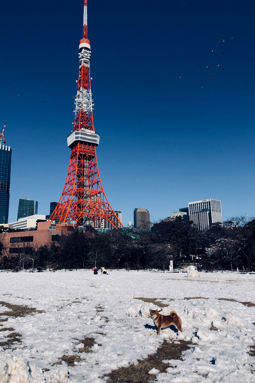 柴犬ライフ,kiki,モデル