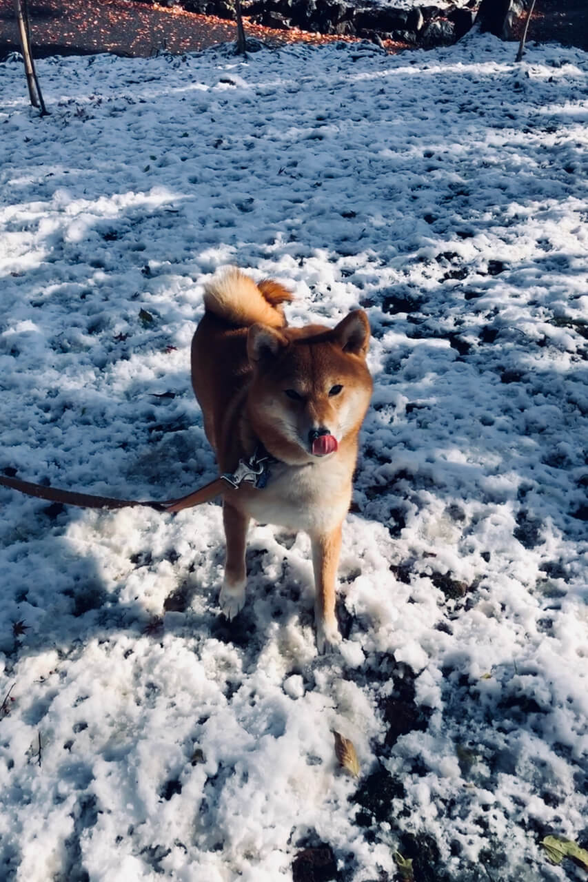 柴犬ライフ,kiki,モデル