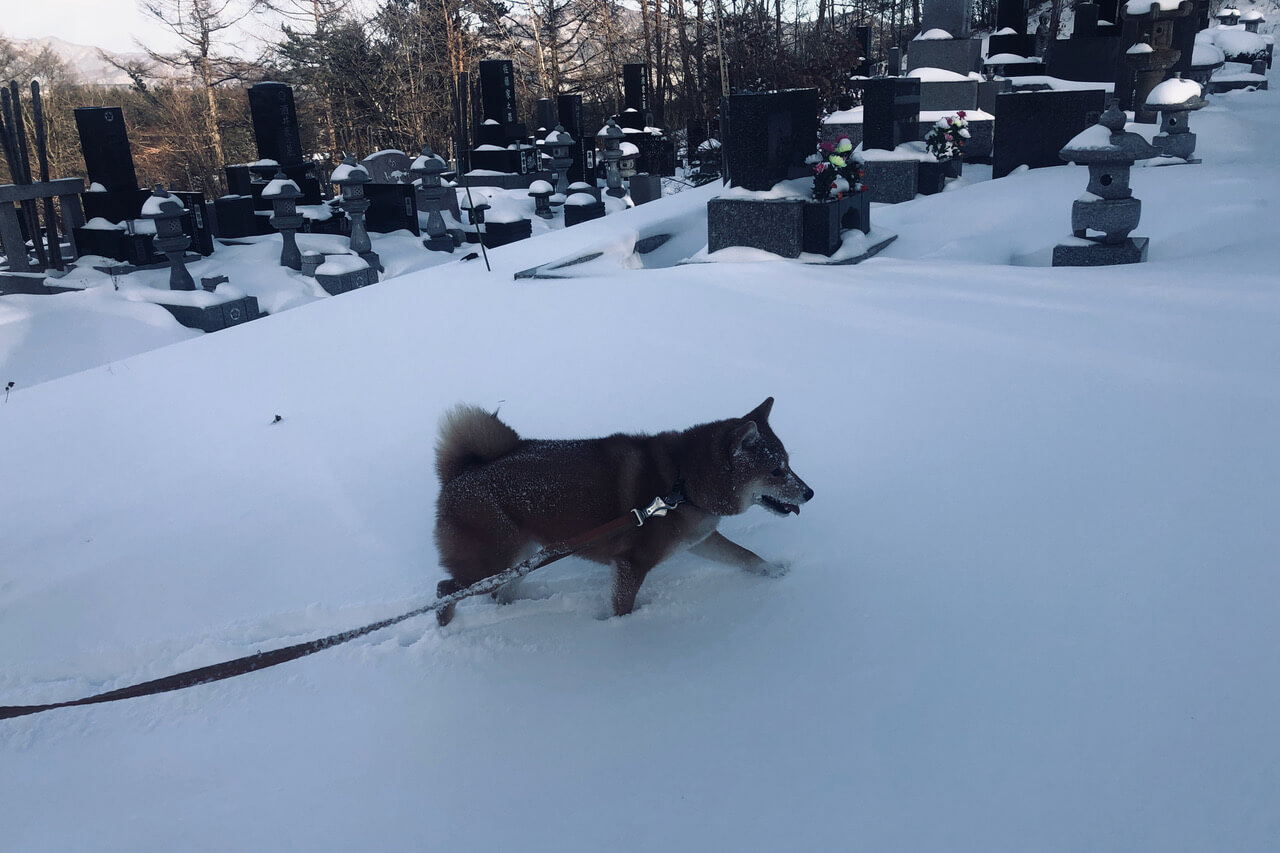 柴犬ライフ,kiki,モデル