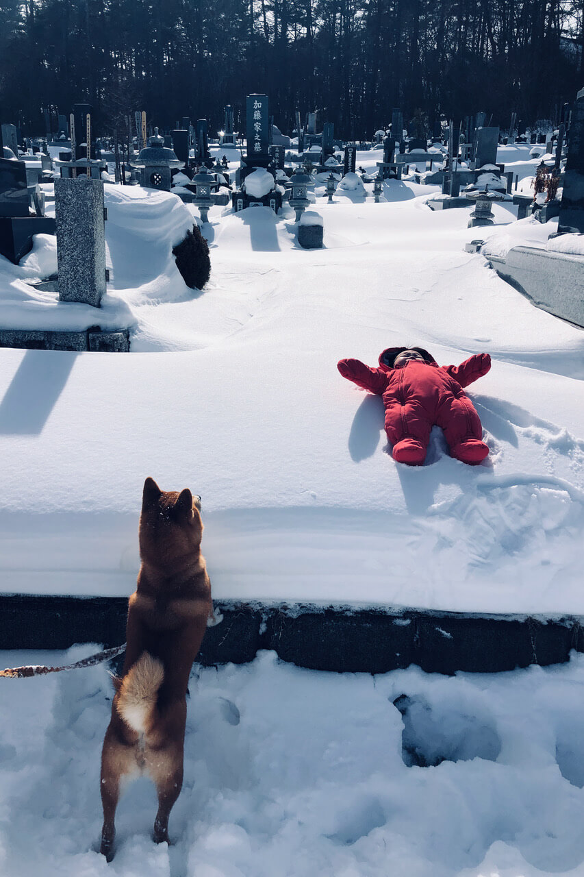 柴犬ライフ,kiki,モデル