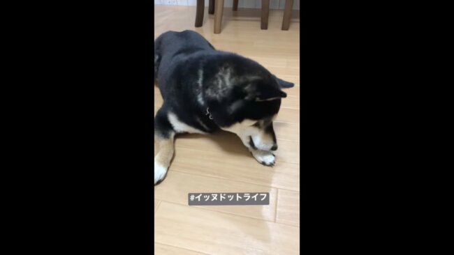 柴犬,イッヌドットライフ,動画