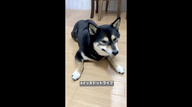 柴犬,イッヌドットライフ,動画