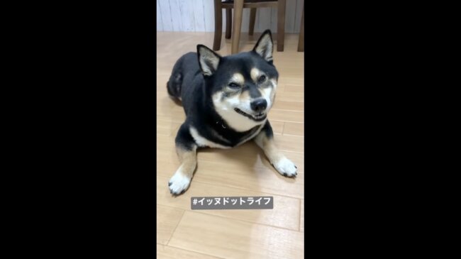 柴犬,イッヌドットライフ,動画