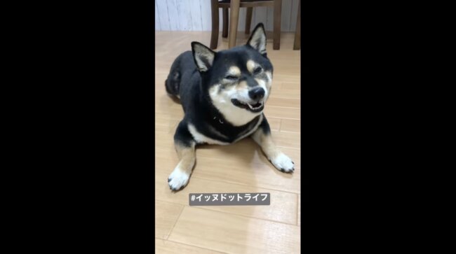 柴犬,イッヌドットライフ,動画