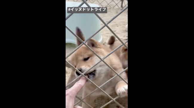 柴犬,イッヌドットライフ,動画