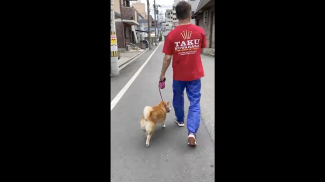 柴犬,イッヌドットライフ,動画