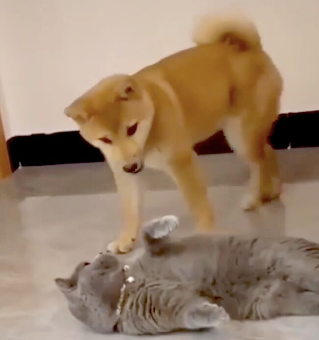 柴犬,動画,猫