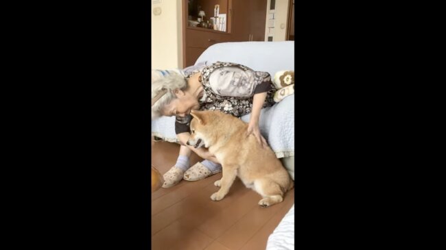 柴犬,イッヌドットライフ,動画