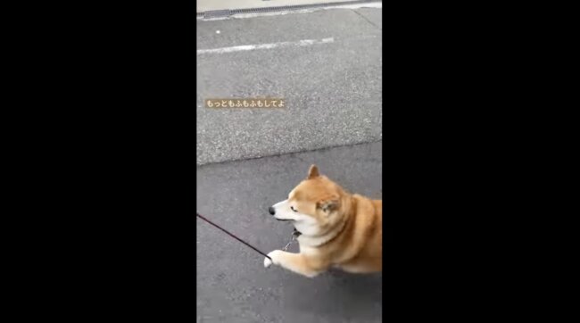 柴犬,イッヌドットライフ,動画