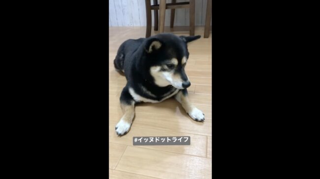 柴犬,イッヌドットライフ,動画