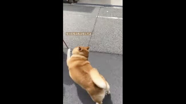 柴犬,イッヌドットライフ,動画