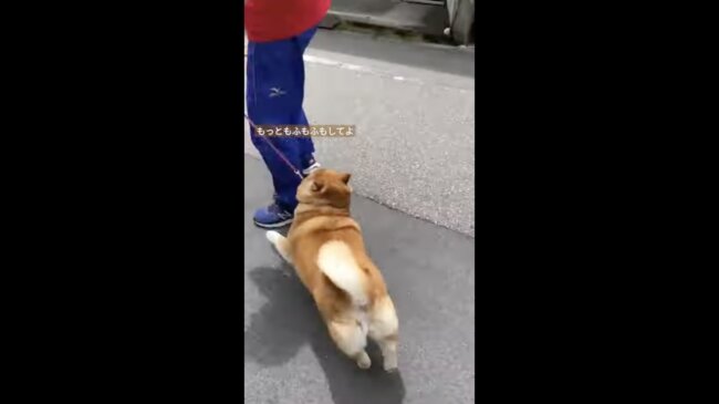 柴犬,イッヌドットライフ,動画