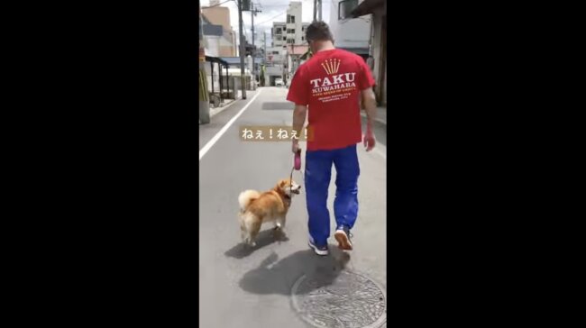 柴犬,イッヌドットライフ,動画