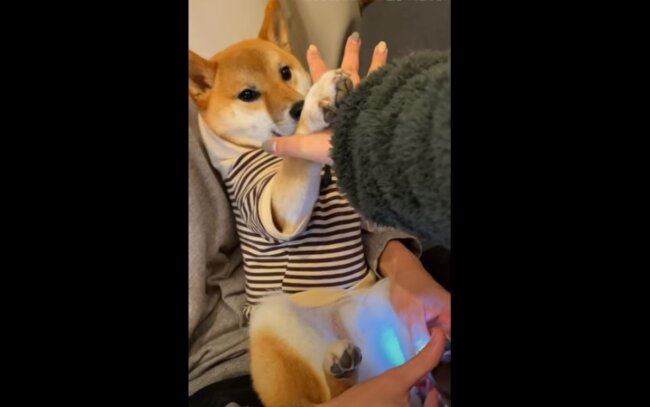 柴犬,YouTube