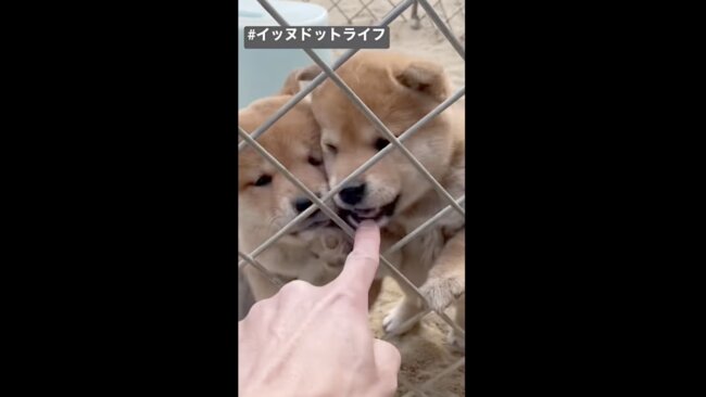 柴犬,イッヌドットライフ,動画