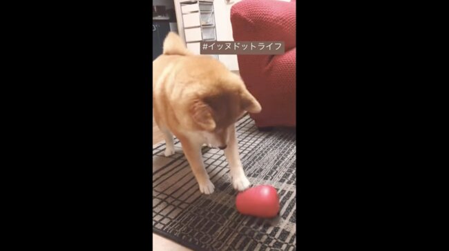 柴犬,イッヌドットライフ,動画