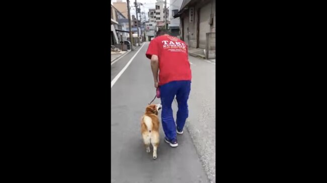 柴犬,イッヌドットライフ,動画