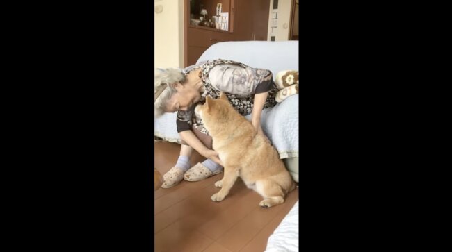 柴犬,イッヌドットライフ,動画