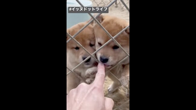 柴犬,イッヌドットライフ,動画