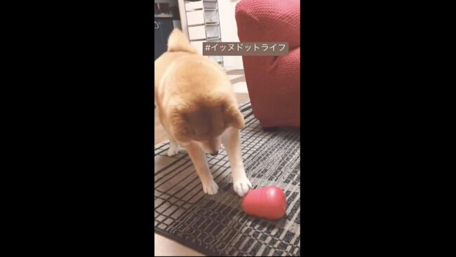 柴犬,イッヌドットライフ,動画