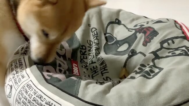 柴犬,イッヌドットライフ,動画