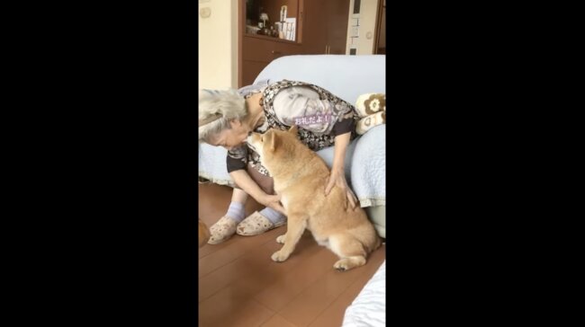 柴犬,イッヌドットライフ,動画