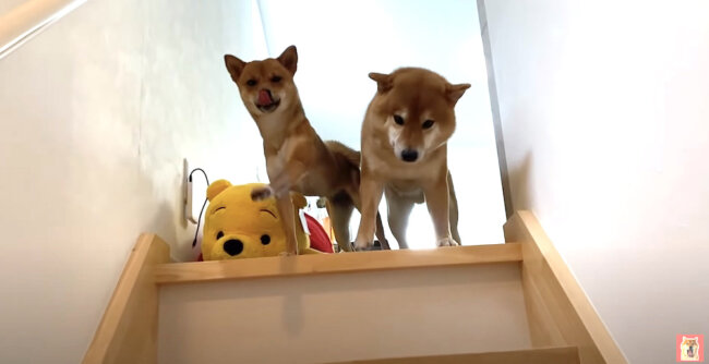 柴犬,YouTube
