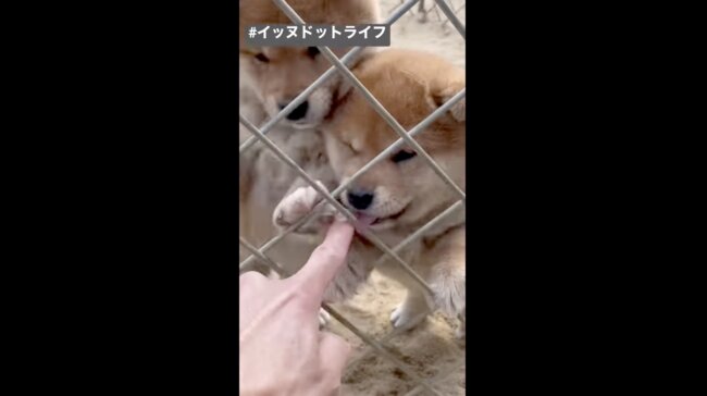柴犬,イッヌドットライフ,動画
