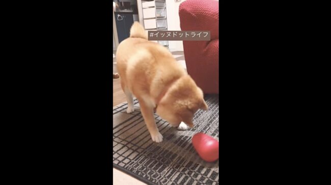柴犬,イッヌドットライフ,動画