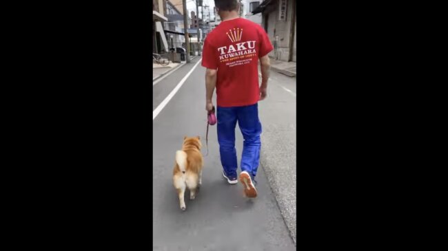 柴犬,イッヌドットライフ,動画