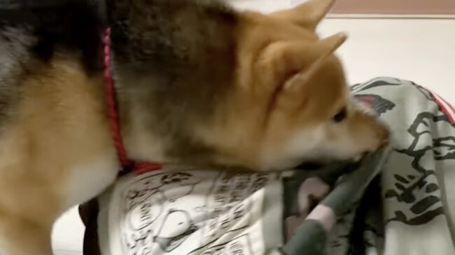 柴犬,イッヌドットライフ,動画