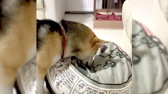 柴犬,イッヌドットライフ,動画