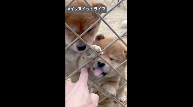 柴犬,イッヌドットライフ,動画