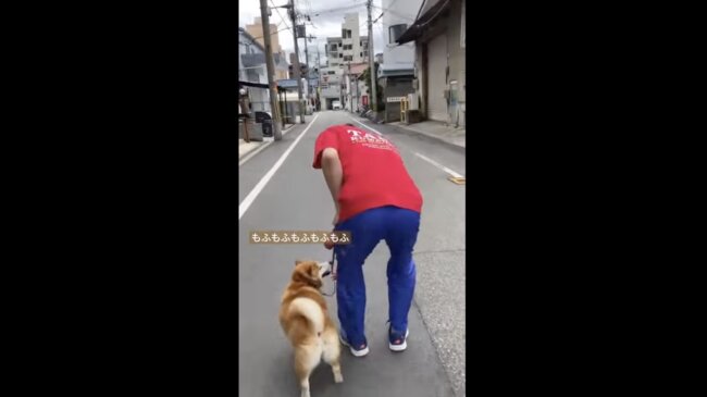 柴犬,イッヌドットライフ,動画