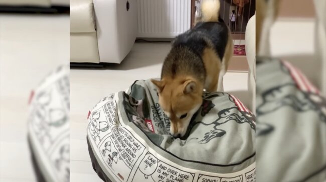 柴犬,イッヌドットライフ,動画