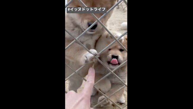 柴犬,イッヌドットライフ,動画
