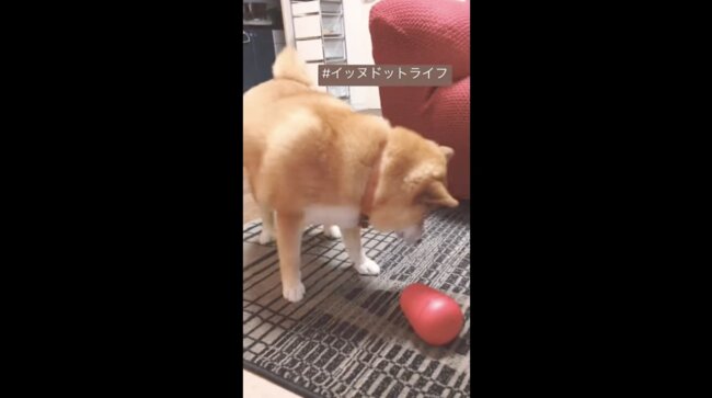 柴犬,イッヌドットライフ,動画