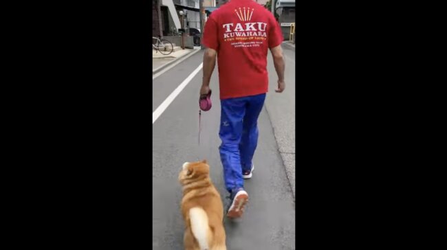 柴犬,イッヌドットライフ,動画