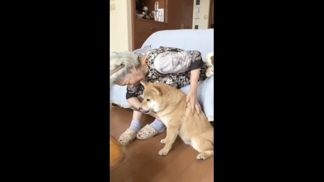 柴犬,イッヌドットライフ,動画