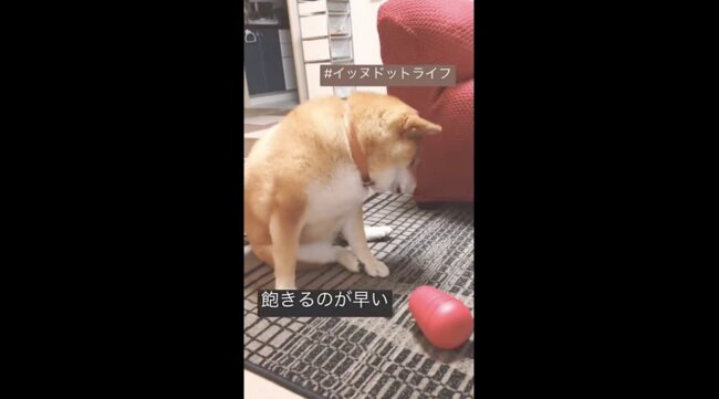 柴犬,イッヌドットライフ,動画