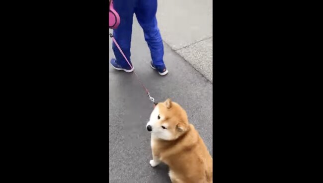 柴犬,イッヌドットライフ,動画