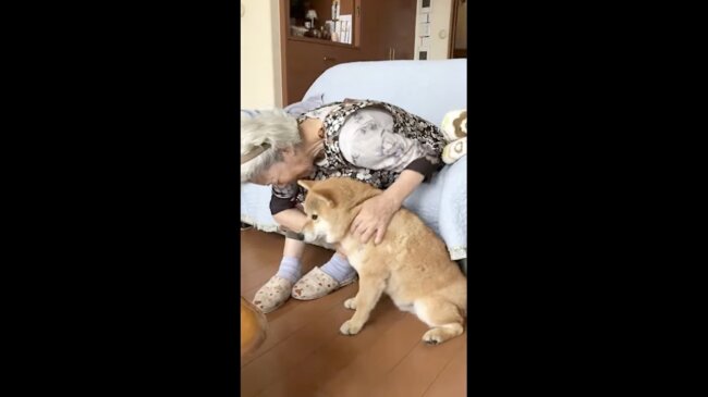 柴犬,イッヌドットライフ,動画