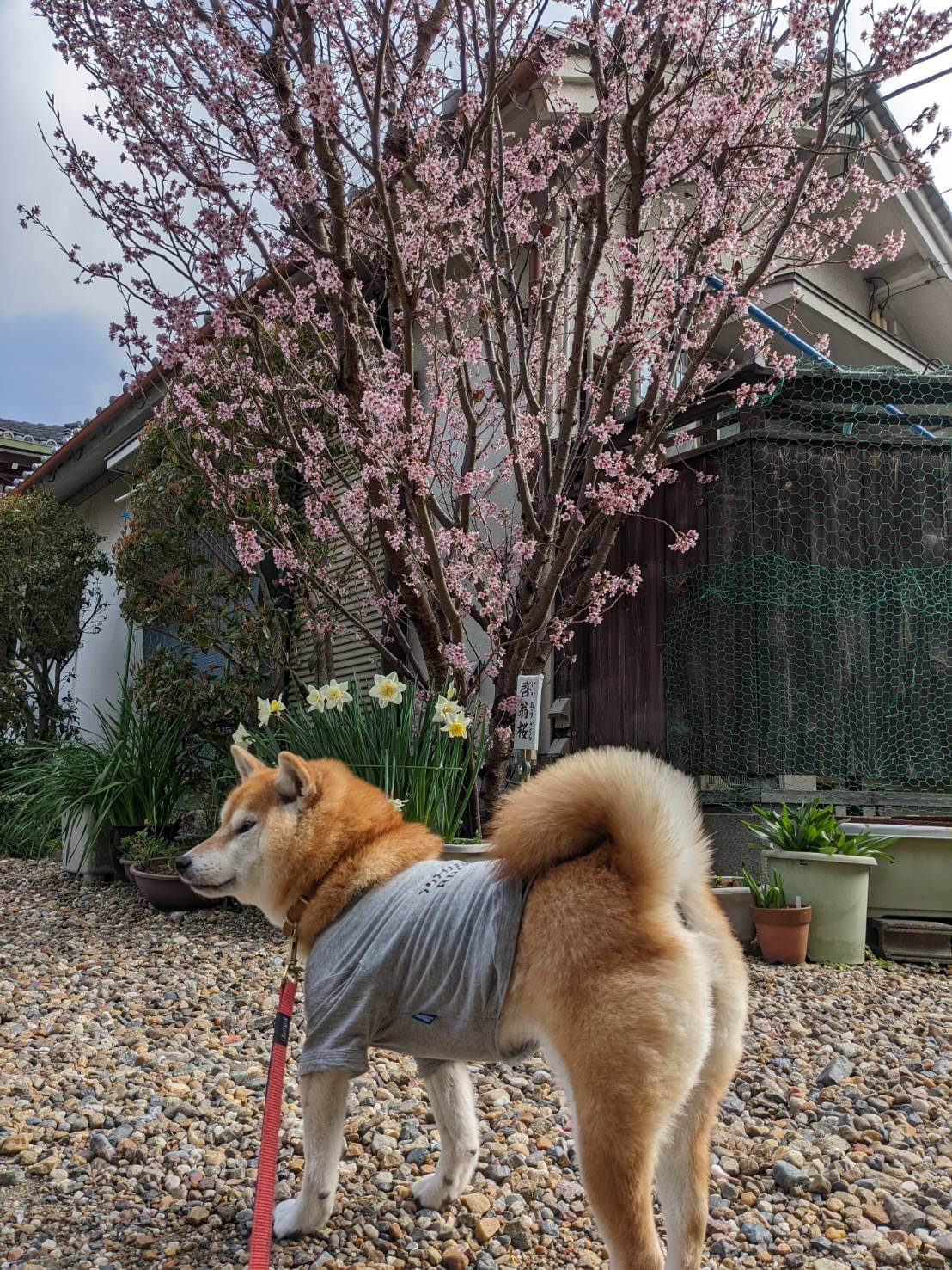 柴犬ライフ,アキナ山名,おまめ