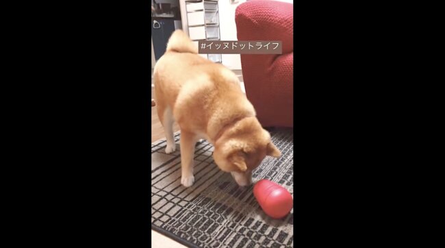 柴犬,イッヌドットライフ,動画
