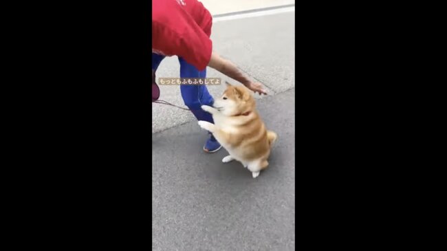 柴犬,イッヌドットライフ,動画