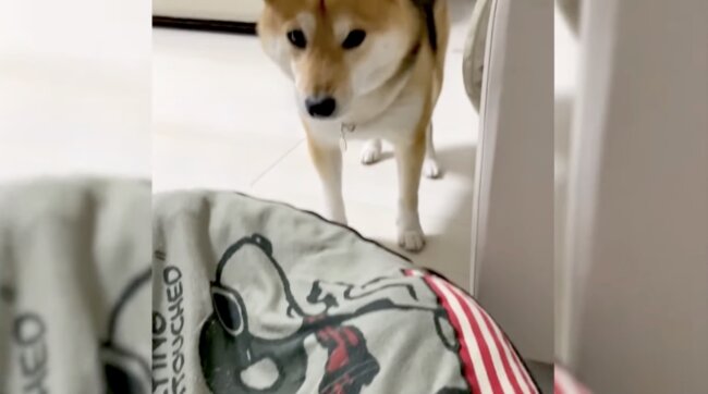 柴犬,イッヌドットライフ,動画